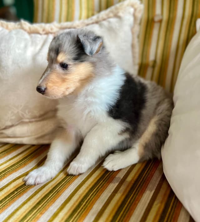 Collie Puppies in Colorado and New Mexico media 3