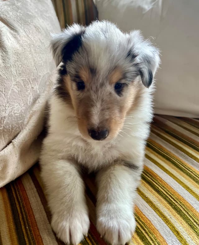 Collie Puppies in Colorado and New Mexico media 4