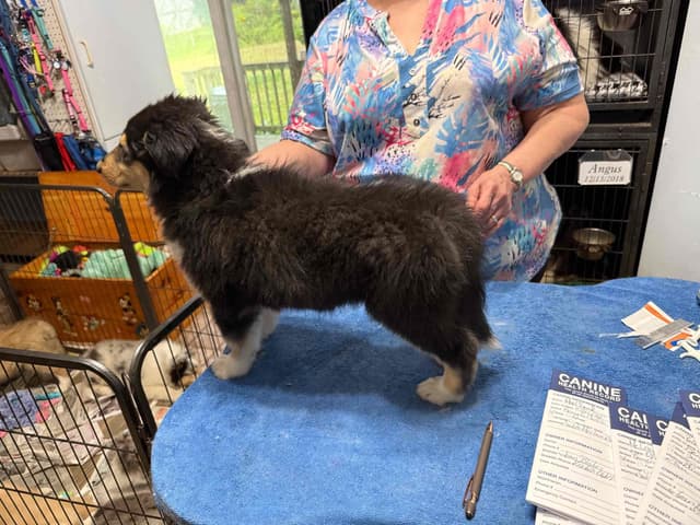Collie Puppies in Colorado and New Mexico media 7