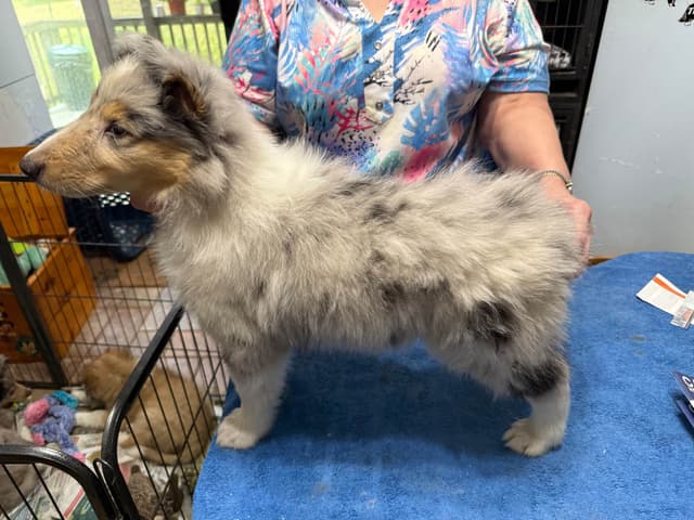 Collie Puppies in Colorado and New Mexico media 8