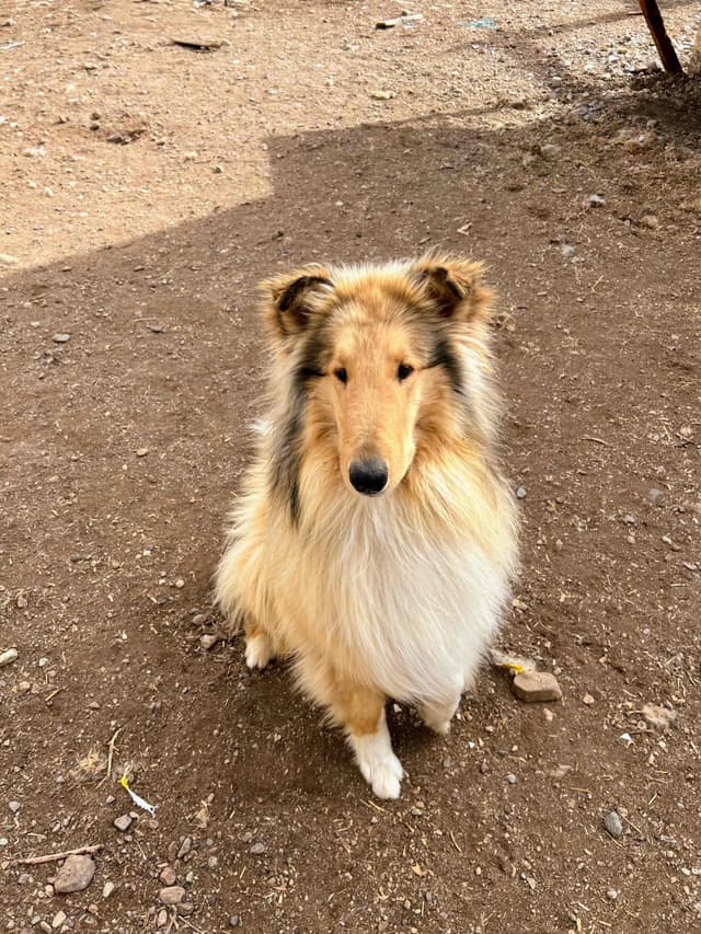 Collie Puppies in Colorado and New Mexico media 10