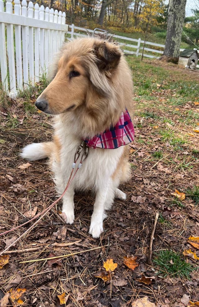 Collie Puppies in Colorado and New Mexico media 11