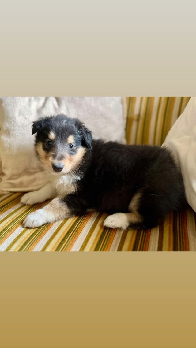 Collie Puppies in Colorado and New Mexico media 13