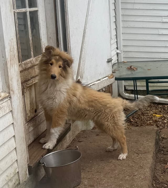 Collie Puppies in Colorado and New Mexico media 14