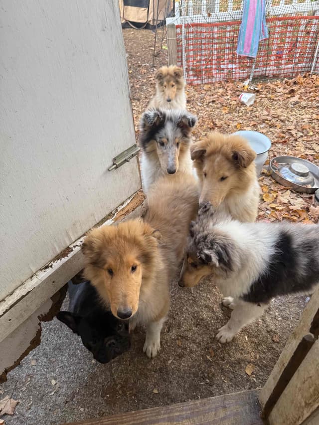 Collie Puppies in Colorado and New Mexico media 15
