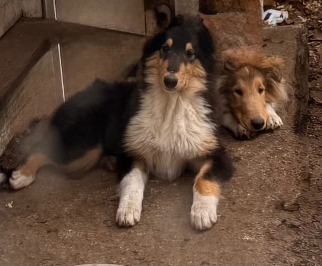 Collie Puppies in Colorado and New Mexico media 16