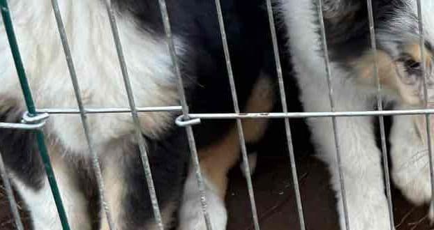 Collie Puppies in Colorado and New Mexico media 18