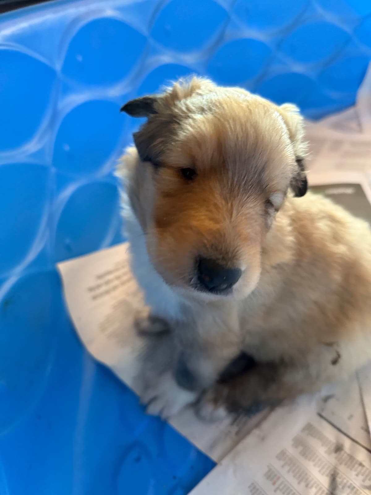 Collie Puppies in Colorado and New Mexico breeder image 29