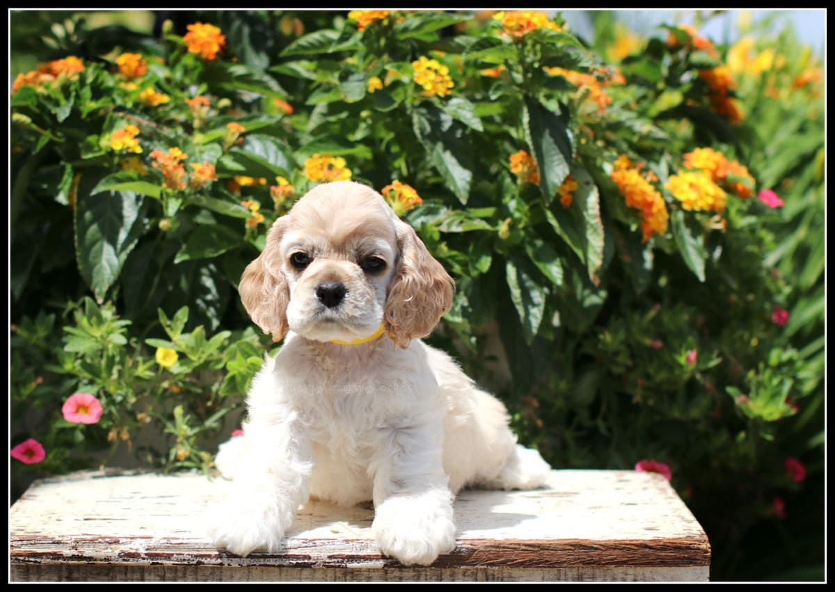 Cocker Spaniel Puppies breeder image 5