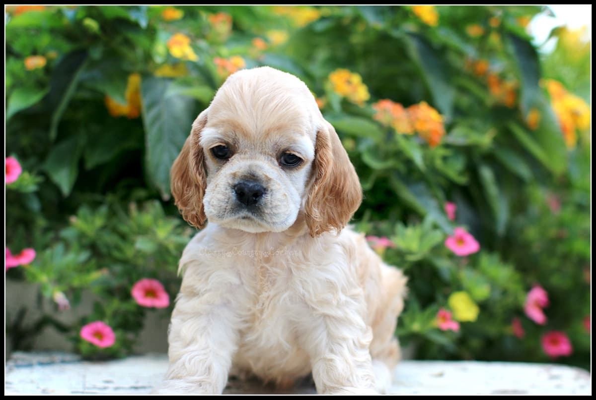Cocker Spaniel Puppies breeder image 6