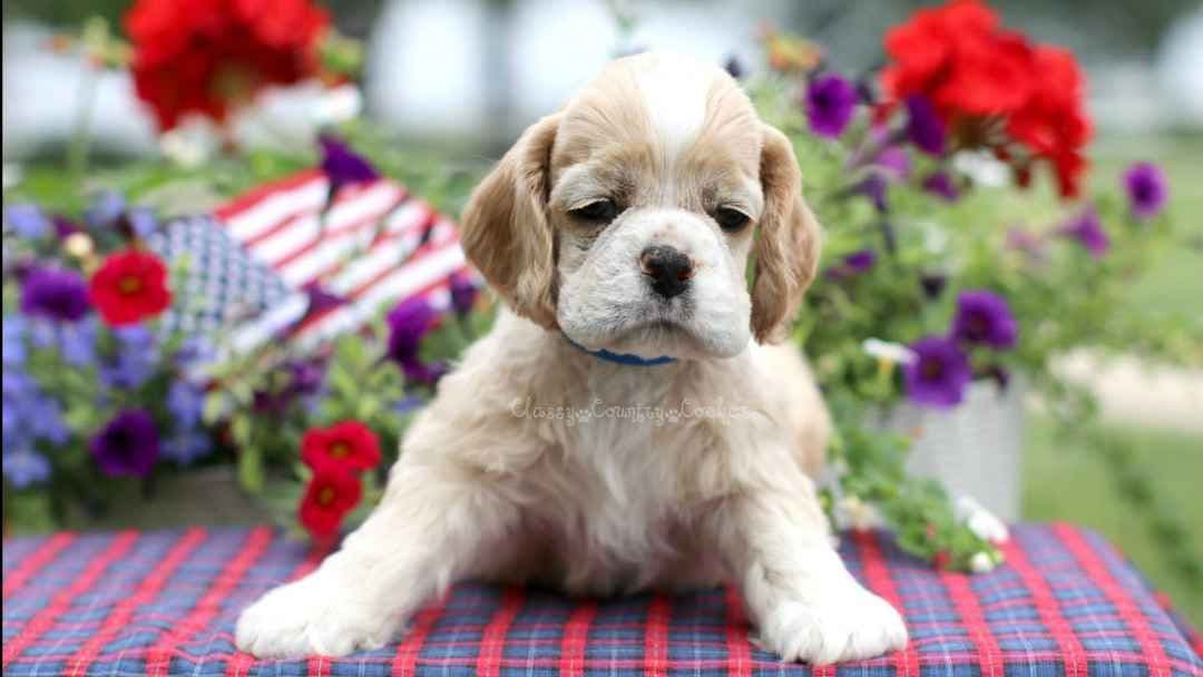 Cocker Spaniel Puppies breeder image 8
