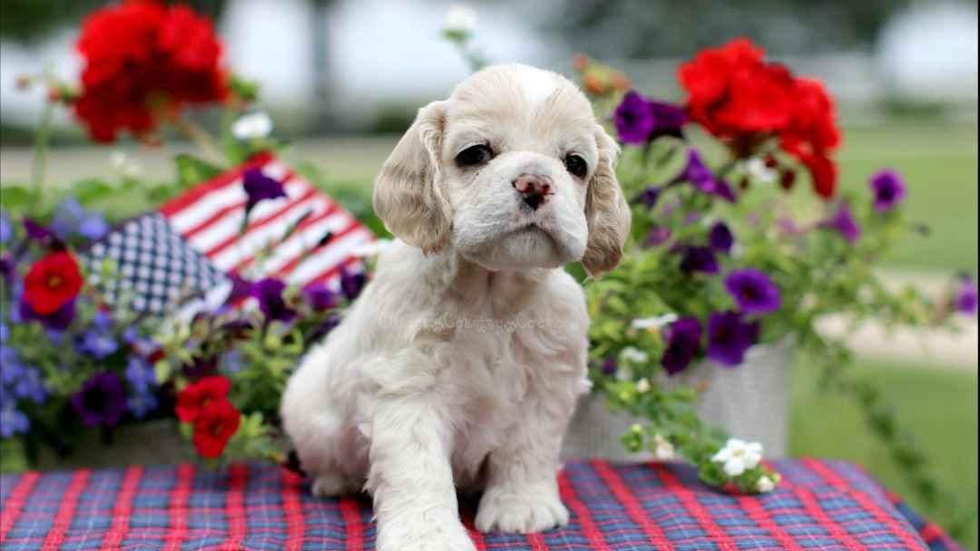 Cocker Spaniel Puppies breeder image 7