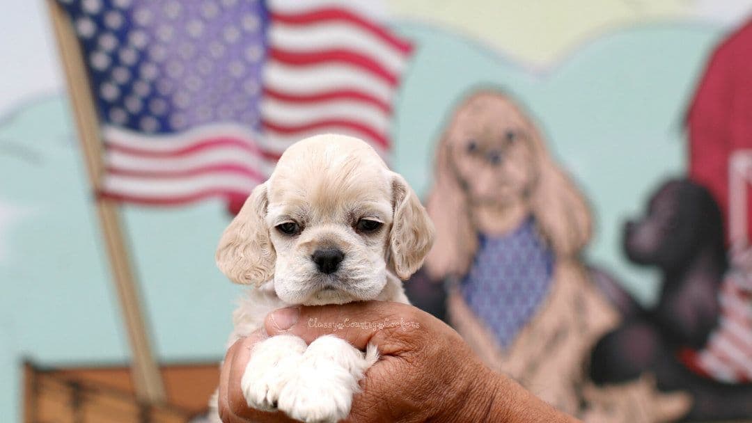 Cocker Spaniel Puppies breeder image 9