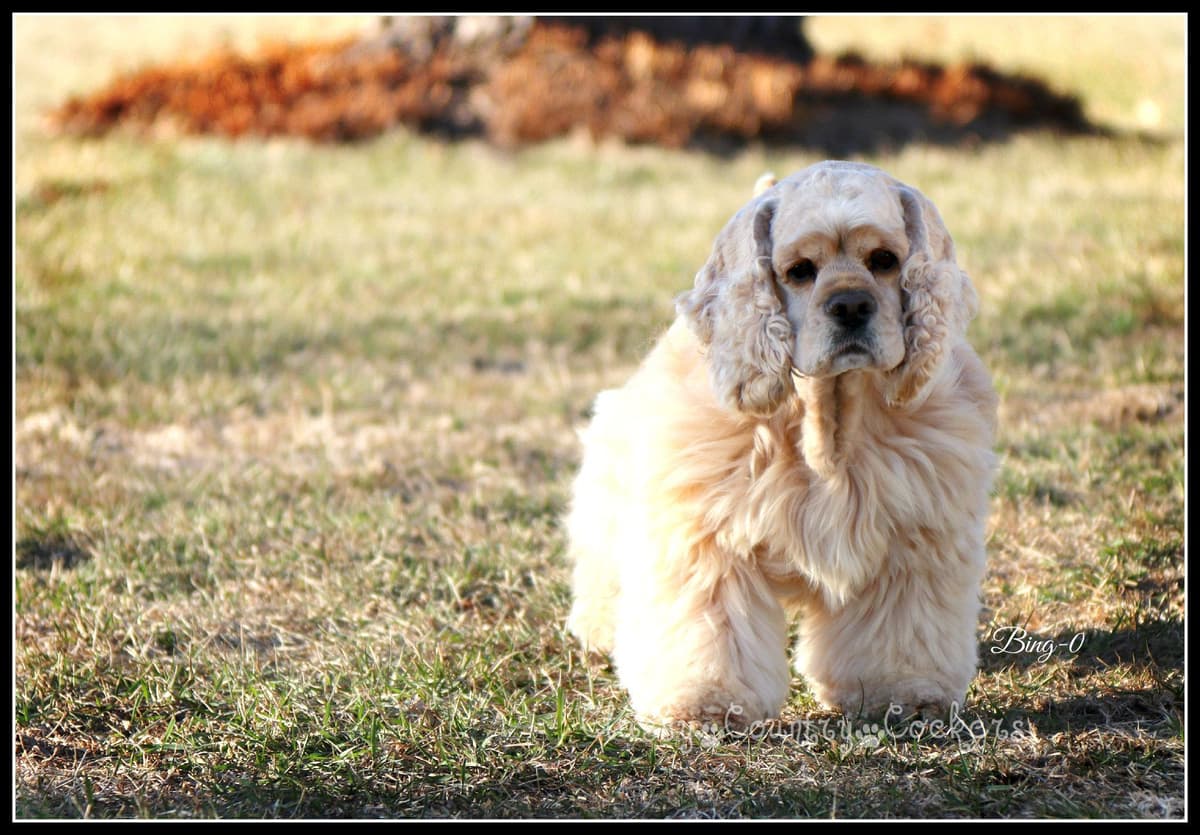 Cocker Spaniel Puppies breeder image 10