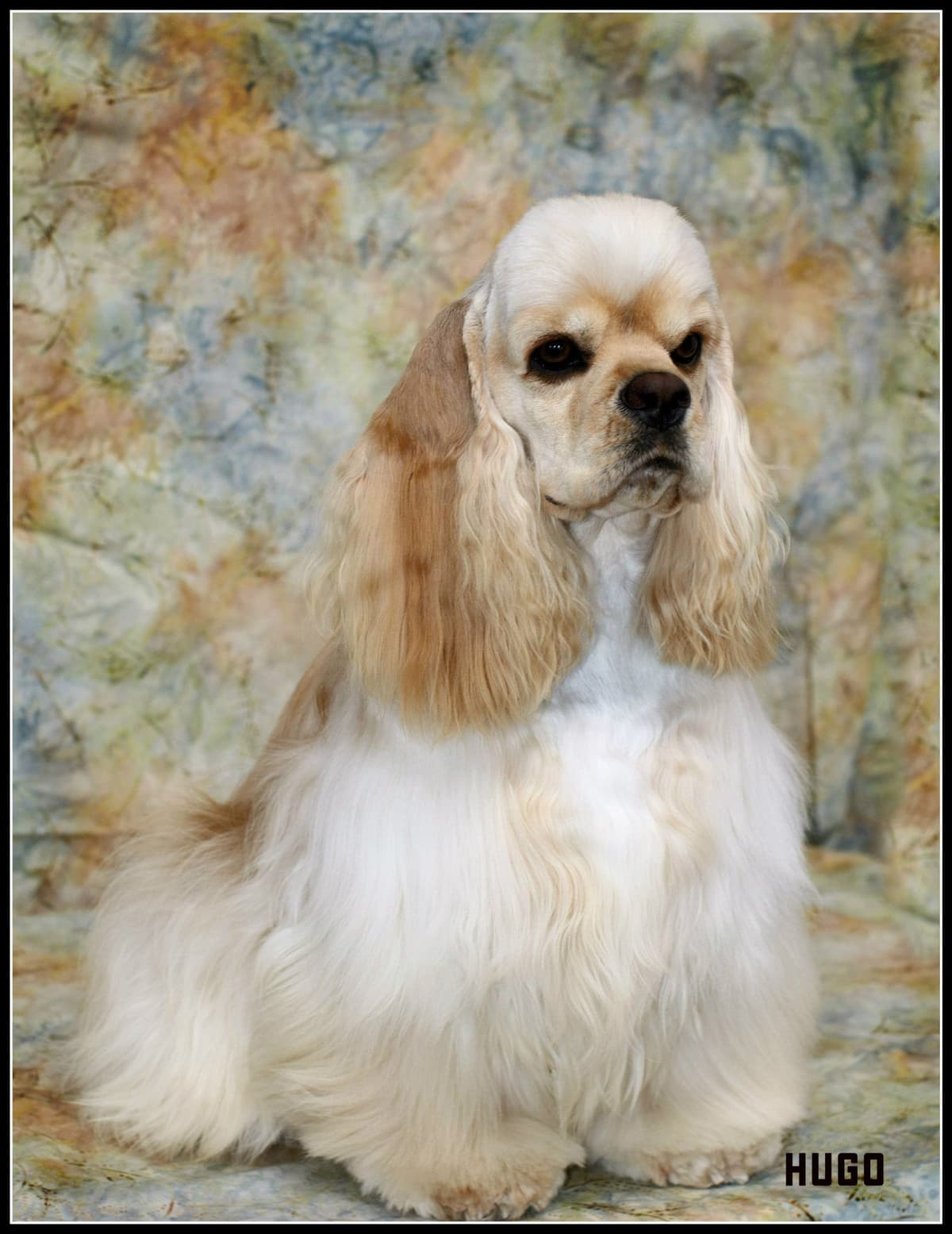 Cocker Spaniel Puppies breeder image 11