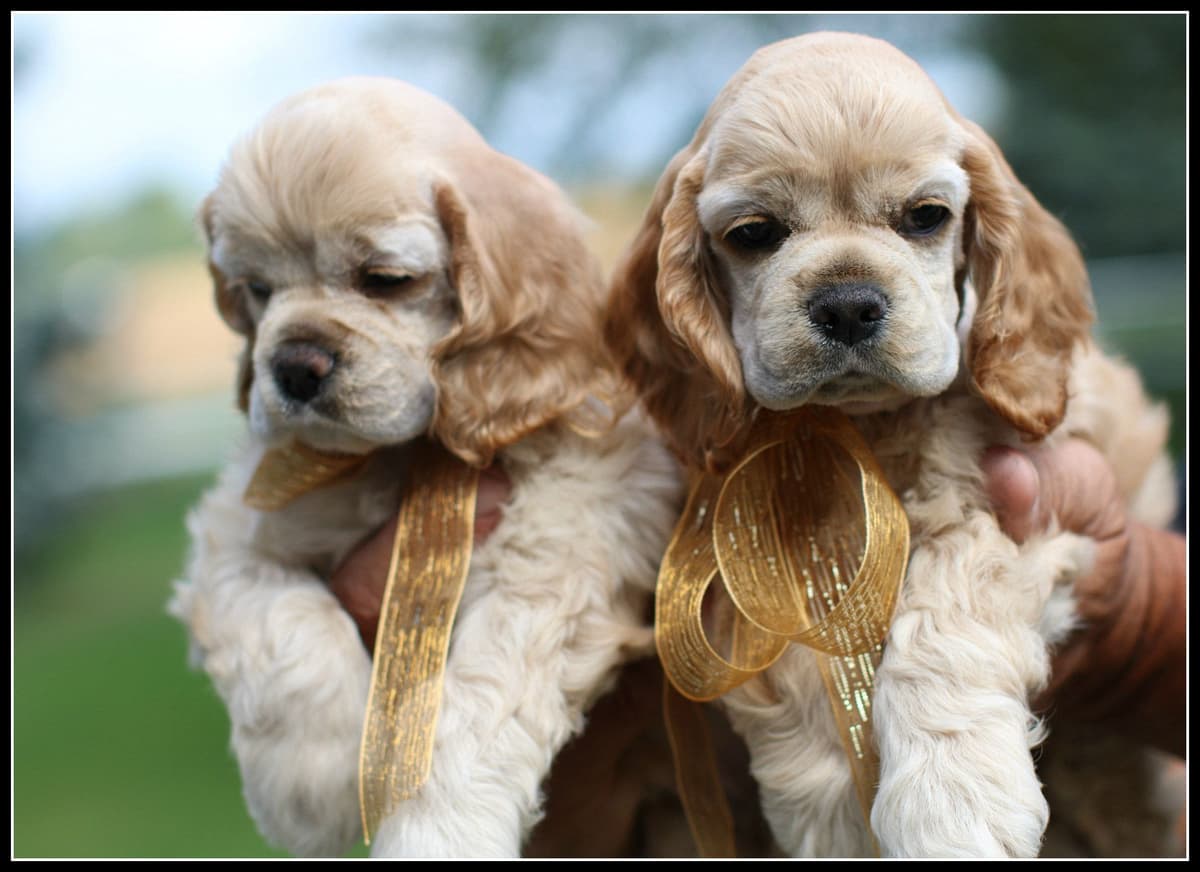 Cocker Spaniel Puppies breeder image 13