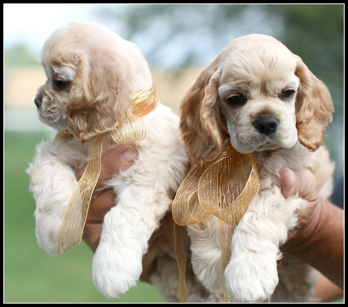 Cocker Spaniel Puppies breeder image 12