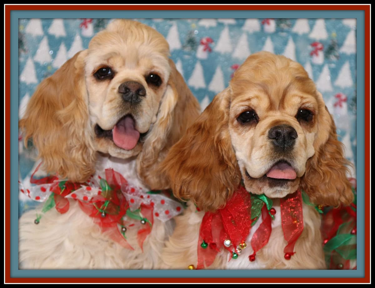 Cocker Spaniel Puppies breeder image 14