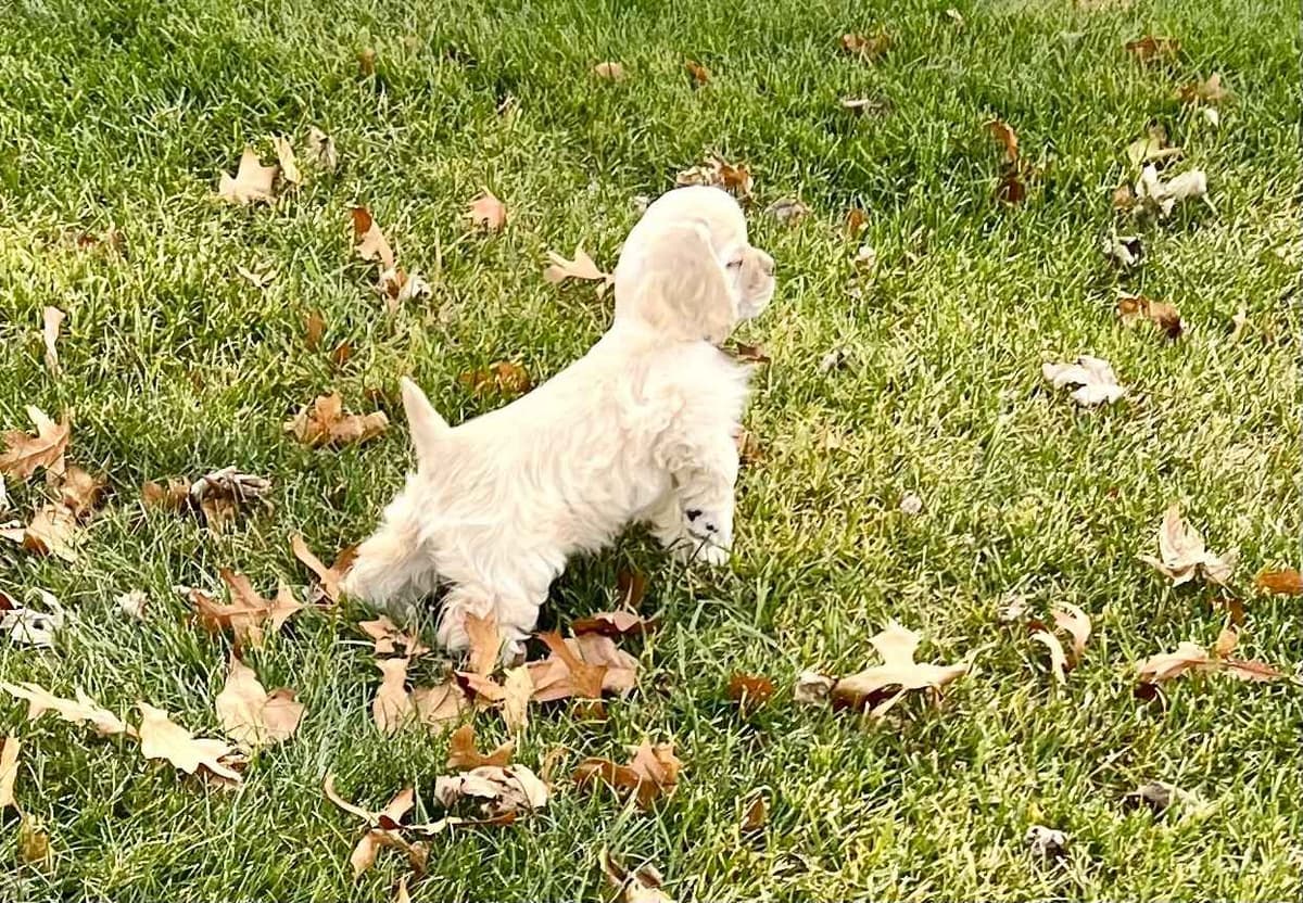 Cocker Spaniel Puppies breeder image 15