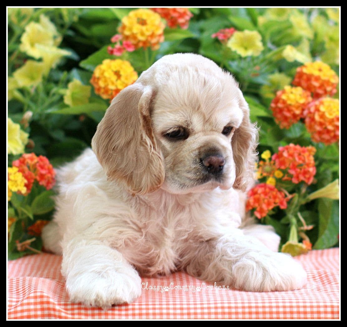 Cocker Spaniel Puppies breeder image 16