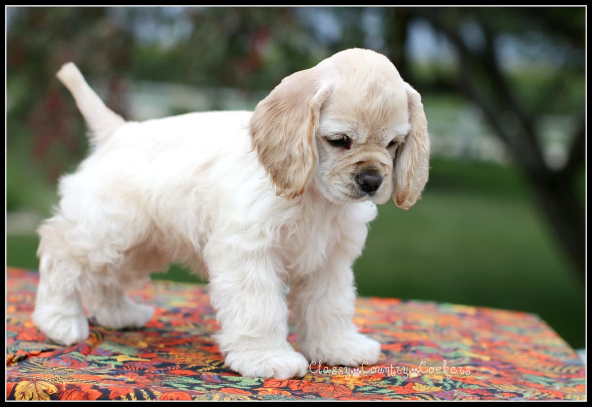 Cocker Spaniel Puppies breeder image 17