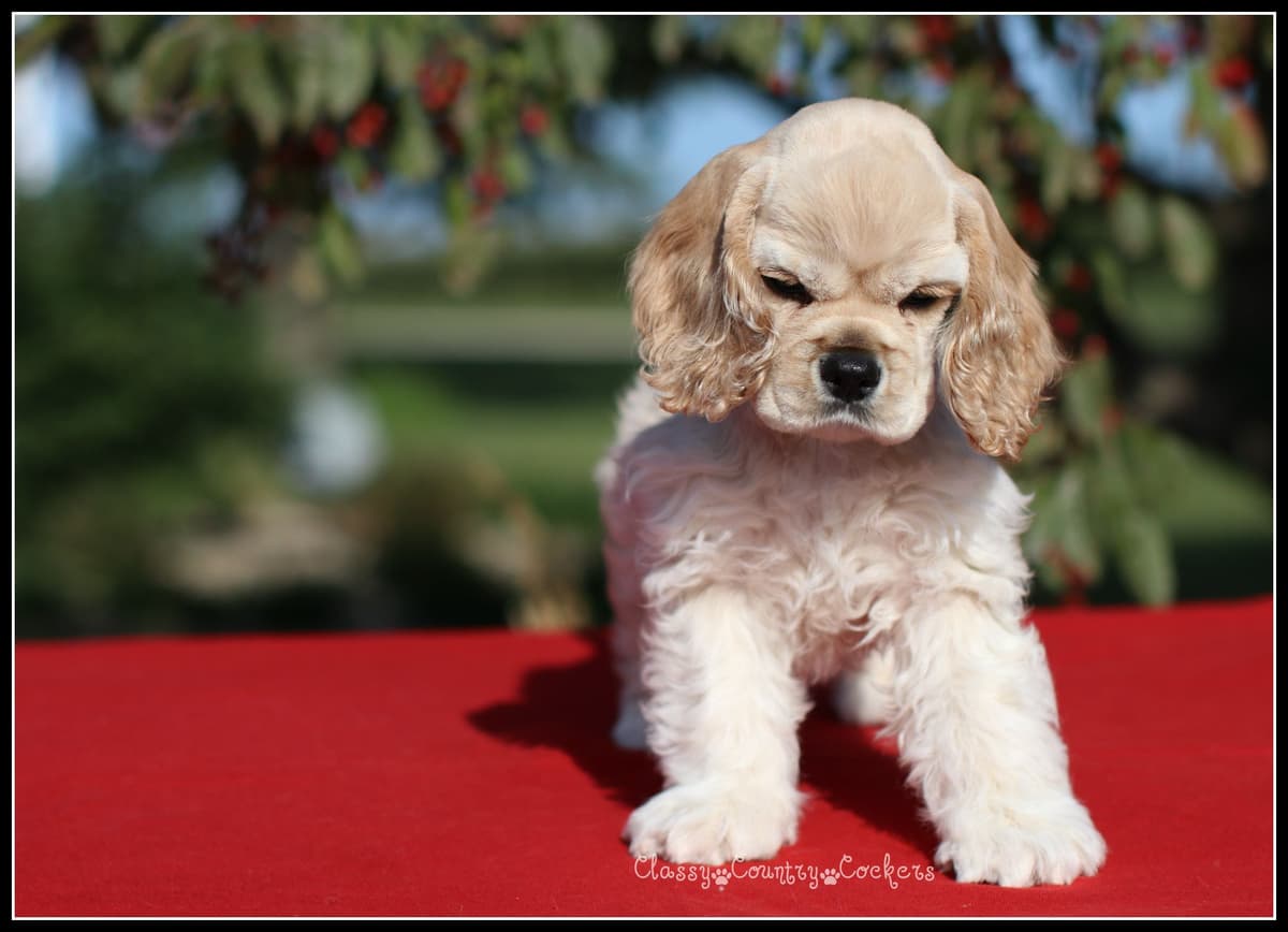 Cocker Spaniel Puppies breeder image 20