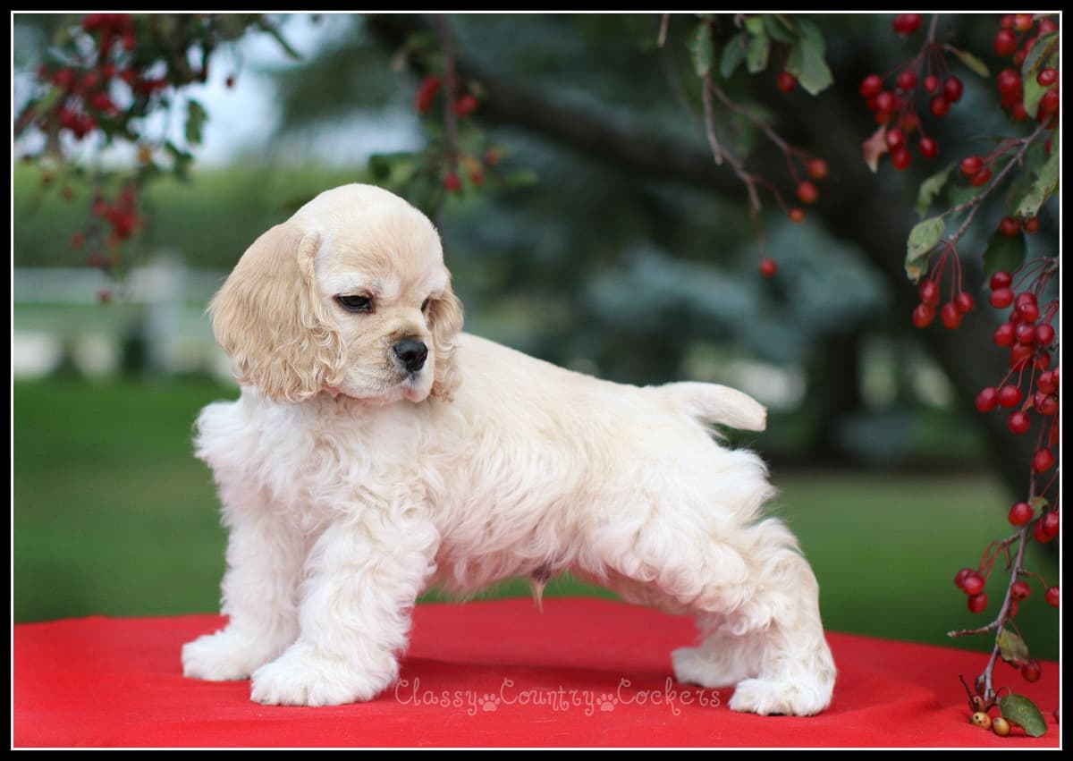 Cocker Spaniel Puppies breeder image 18