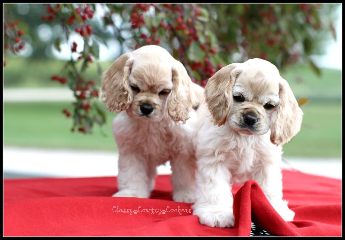 Cocker Spaniel Puppies breeder image 21
