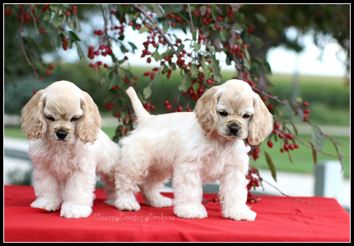 Cocker Spaniel Puppies breeder image 19