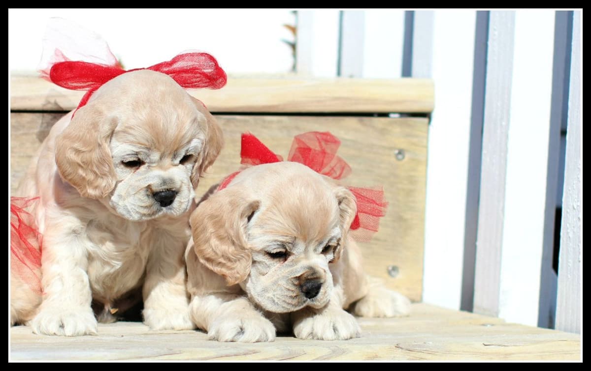 Cocker Spaniel Puppies breeder image 22