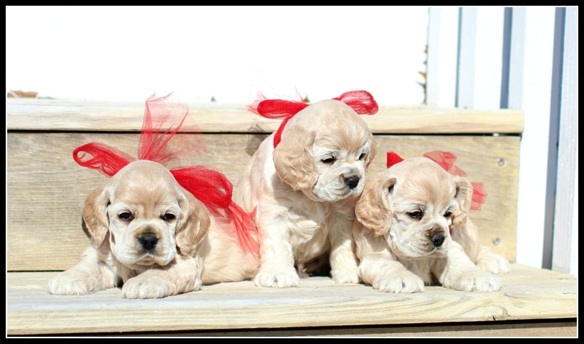 Cocker Spaniel Puppies breeder image 23