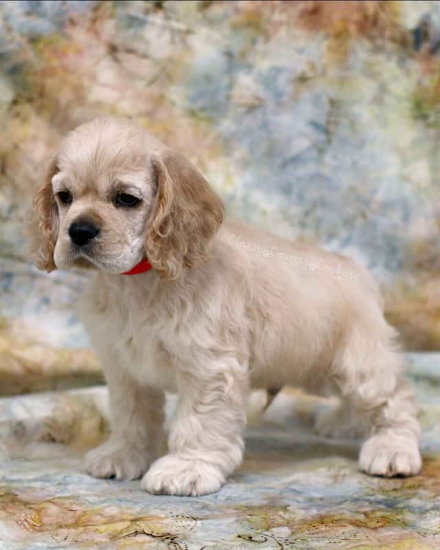 Cocker Spaniel Puppies media 4