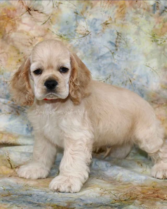 Cocker Spaniel Puppies media 5
