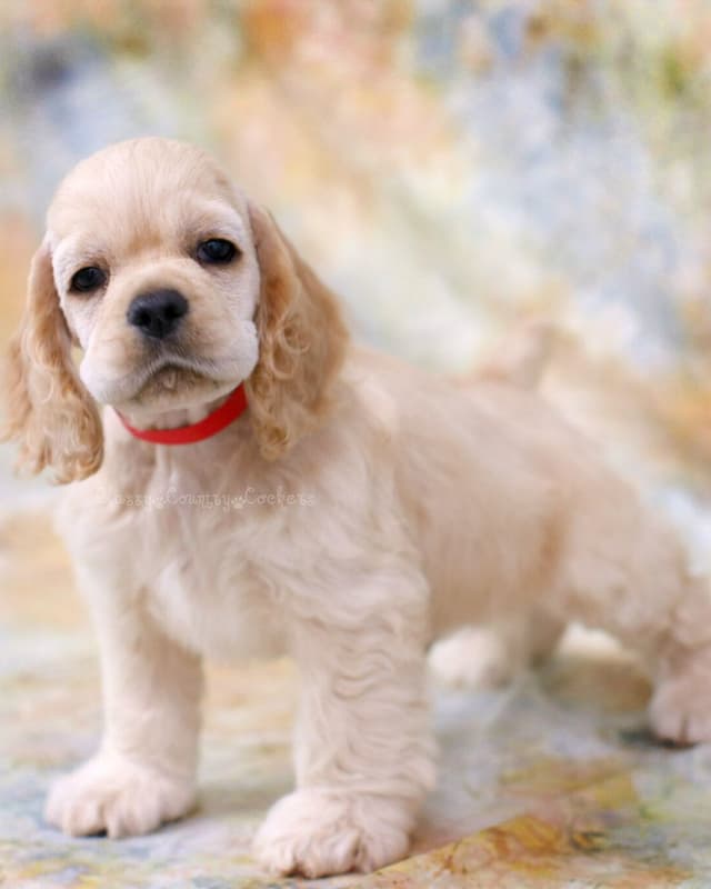 Cocker Spaniel Puppies media 6