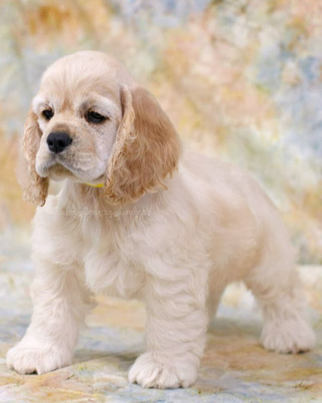 Cocker Spaniel Puppies media 7