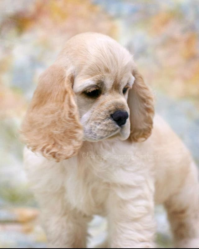 Cocker Spaniel Puppies media 8