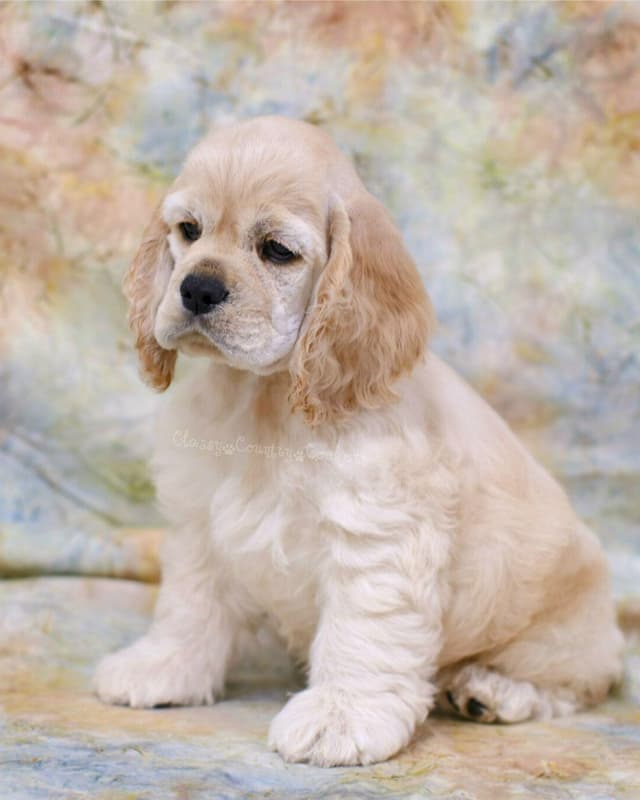 Cocker Spaniel Puppies media 9