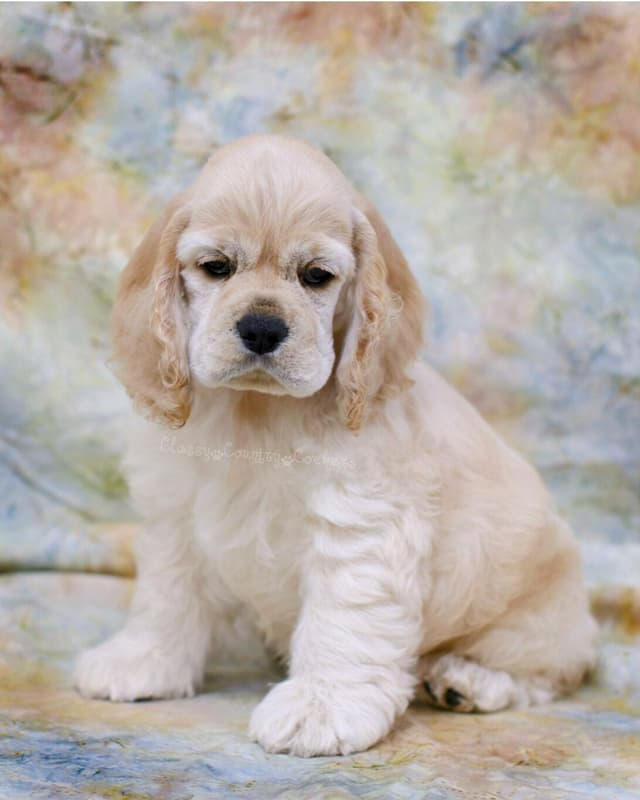 Cocker Spaniel Puppies media 10