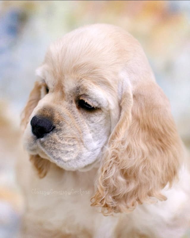 Cocker Spaniel Puppies media 12