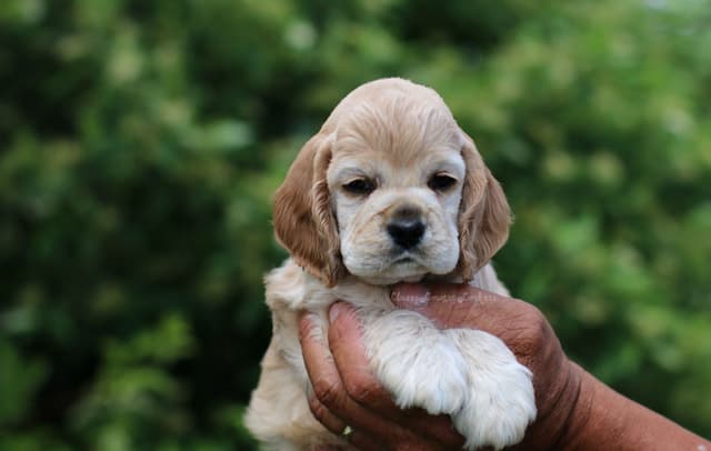 Cocker Spaniel Puppies media 2