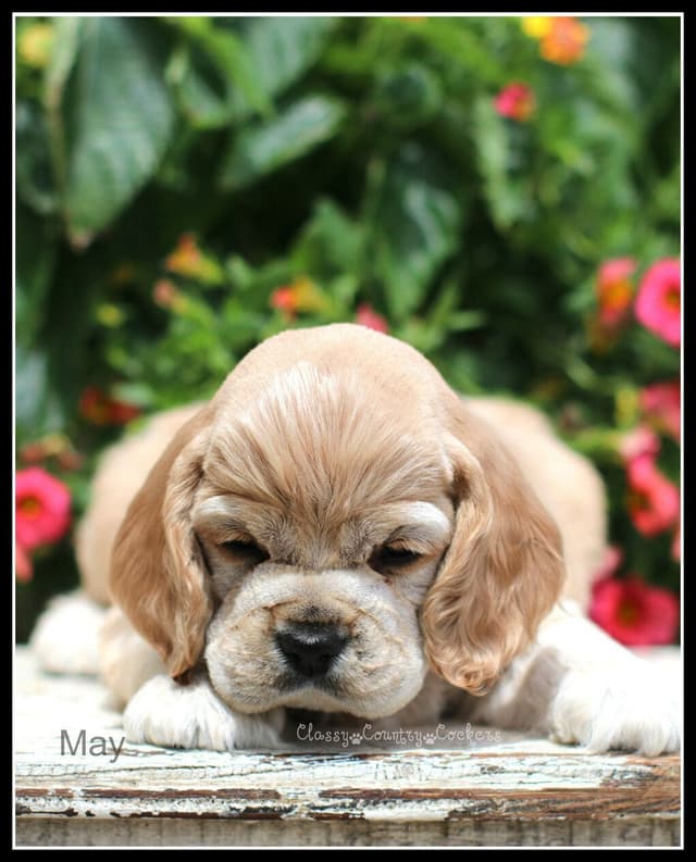 Cocker Spaniel Puppies media 4