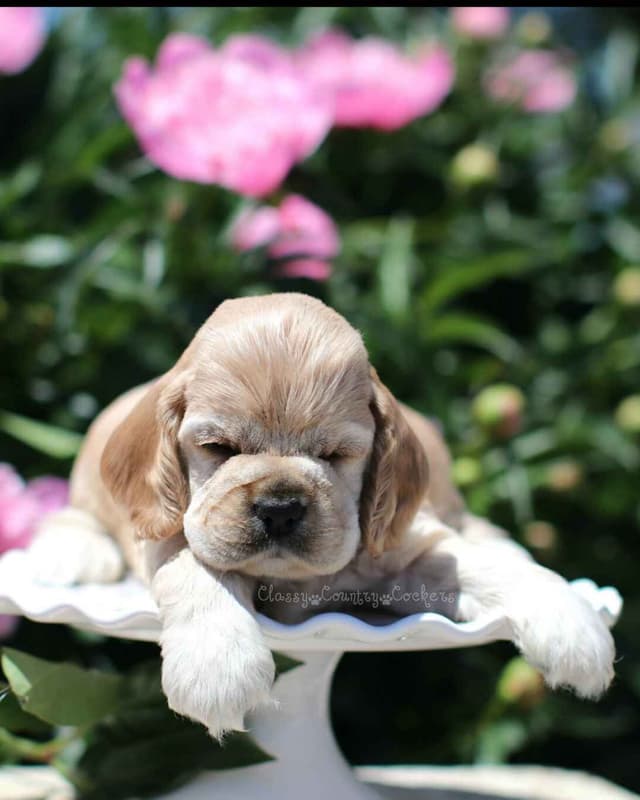 Cocker Spaniel Puppies media 6