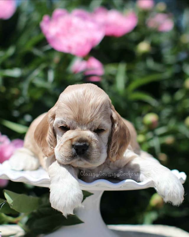 Cocker Spaniel Puppies media 7