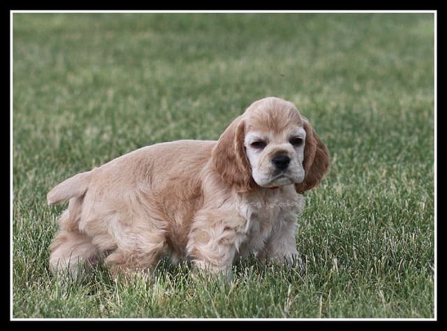 Cocker Spaniel Puppies media 8