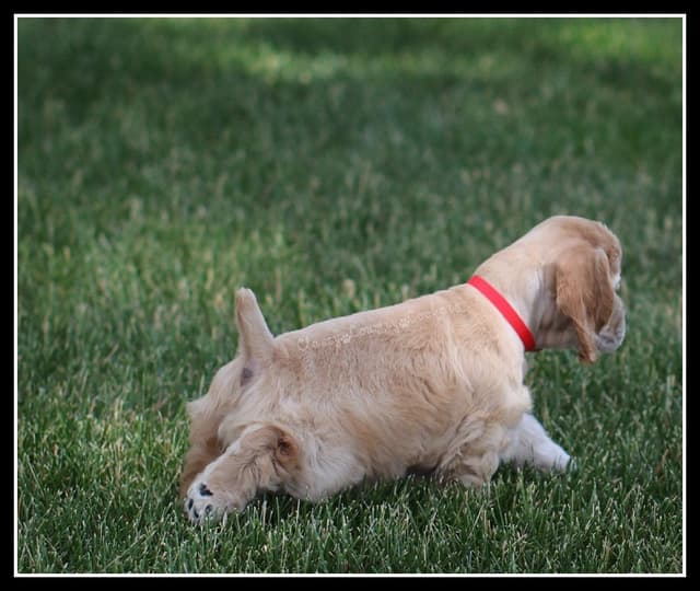 Cocker Spaniel Puppies media 9