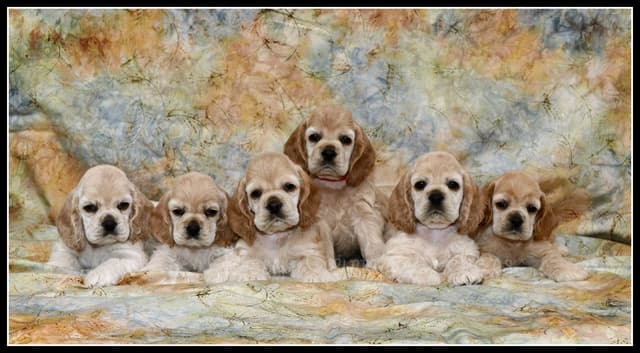 Cocker Spaniel Puppies media 10