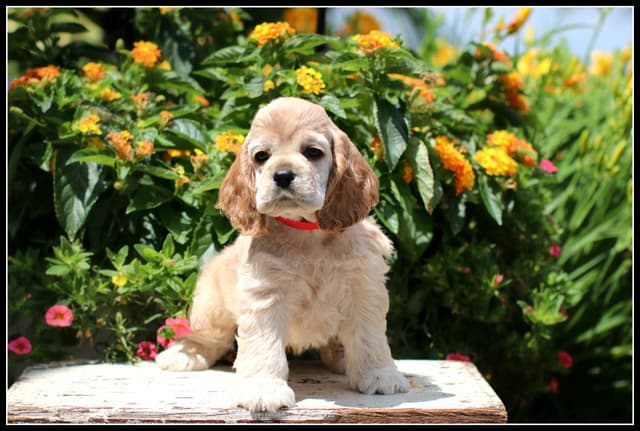 Cocker Spaniel Puppies media 11