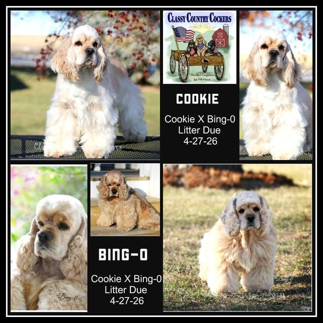 Cocker Spaniel Puppies media 12