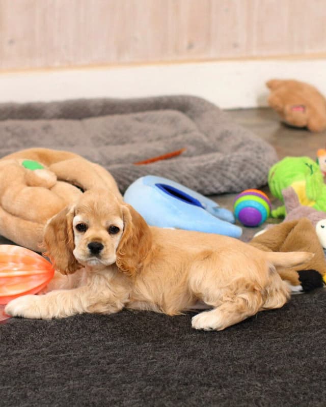 Cocker Spaniel Puppies media 15