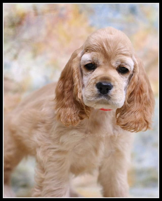 Cocker Spaniel Puppies media 16